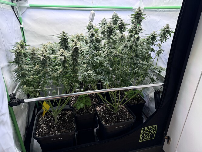 Growreport Bild 28