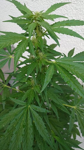Growreport Bild 7