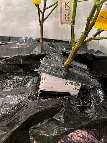 Growreport Bild 2