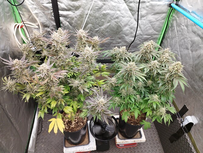 Growreport Bild 2