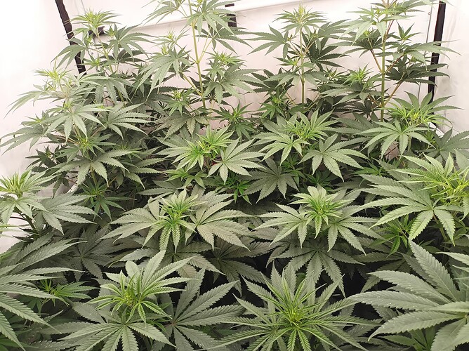 Growreport Bild 5
