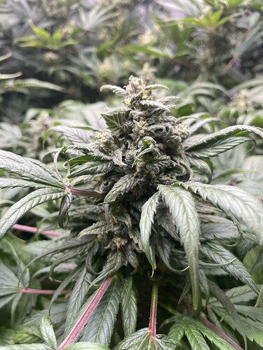 Growreport Bild 1