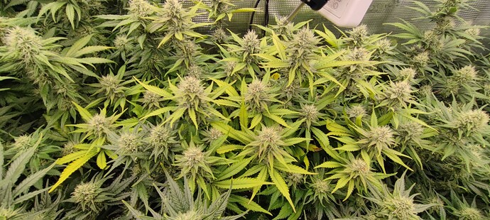 Growreport Bild 5