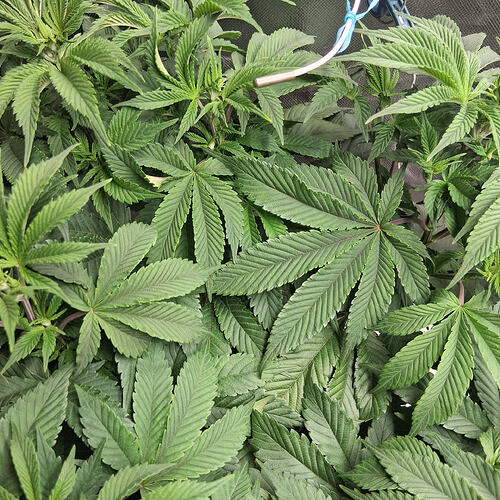 Sensi Skunk(2)  03