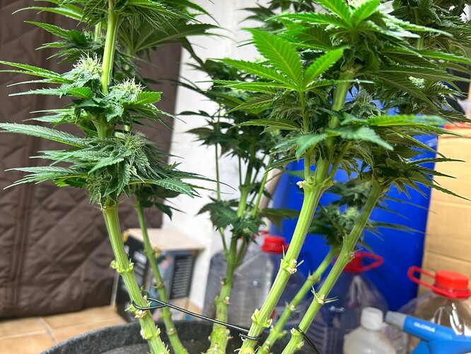 Growreport Bild 4
