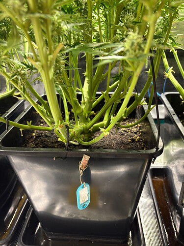 Growreport Bild 12