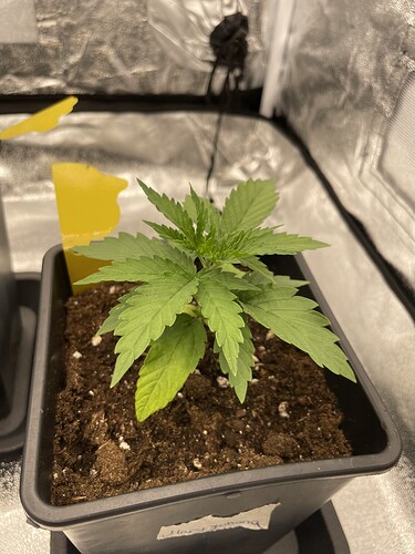Growreport Bild 7