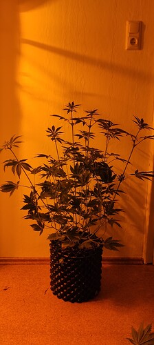 IMG_20240508_100239