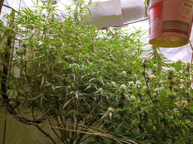 Growreport Bild 3