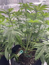 Growreport Bild 4