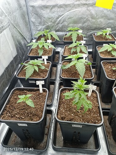 Growreport Bild 9