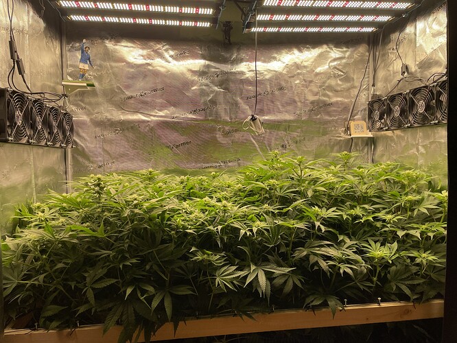 Eine Growbox mit vielen jungen Cannabispflanzen unter LED-Beleuchtung. Lüfter sind an den Seitenwänden montiert.