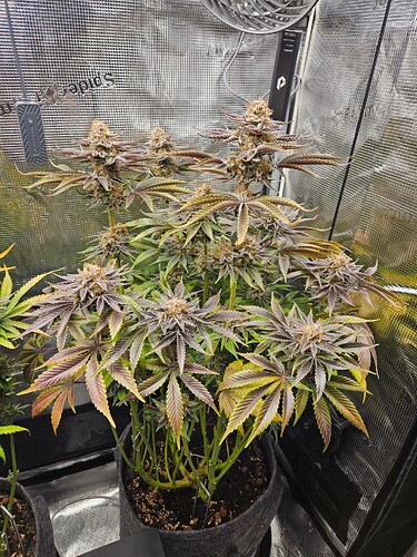 Growreport Bild 20