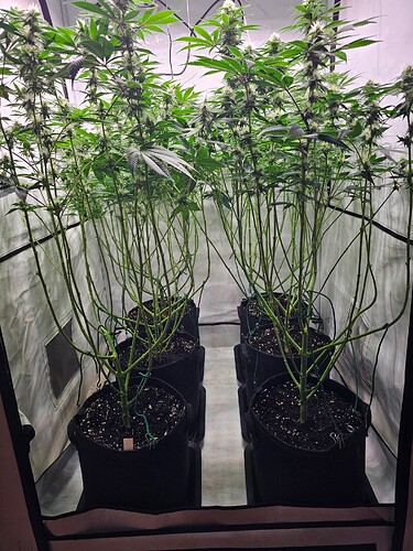 Growreport Bild 1