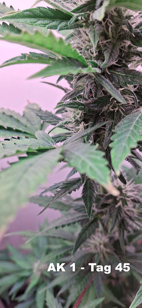 AK-47/autoflower/Serious Seeds 2 x - freistehend - ohne Zelt