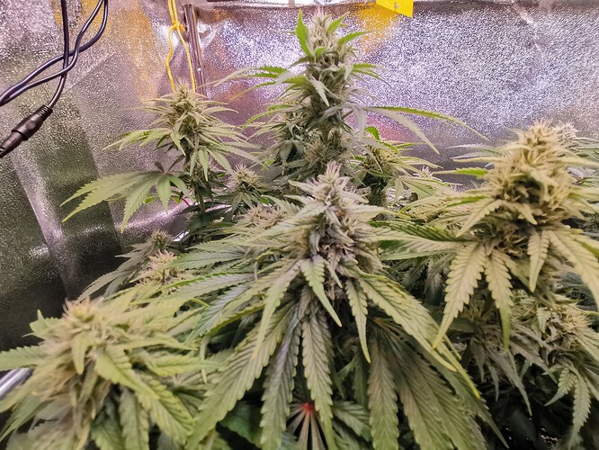 Mix grow BT38 (2)