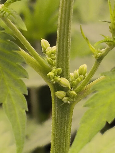 Growreport Bild 25
