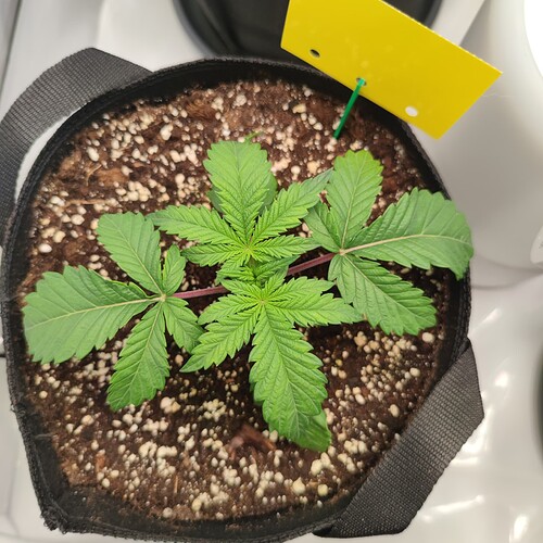 Growreport Bild 4