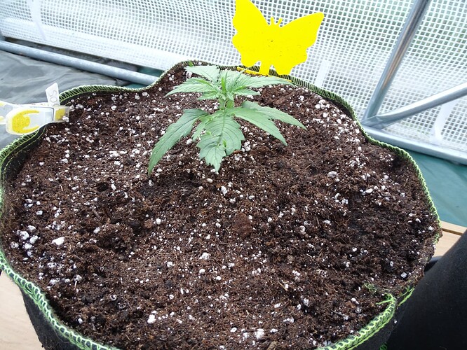 Growreport Bild 25