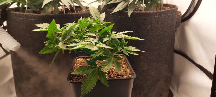 Growreport Bild 3