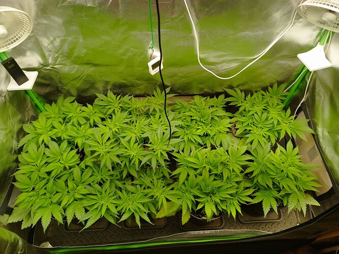 Growreport Bild 2