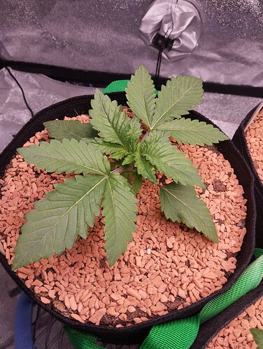 IMG_20241204_183904 - Kopie