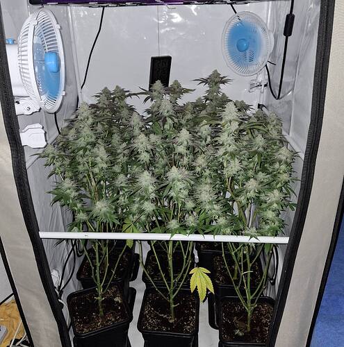 Growreport Bild 8