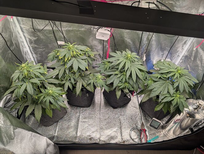 IMG_20250326_172137_937