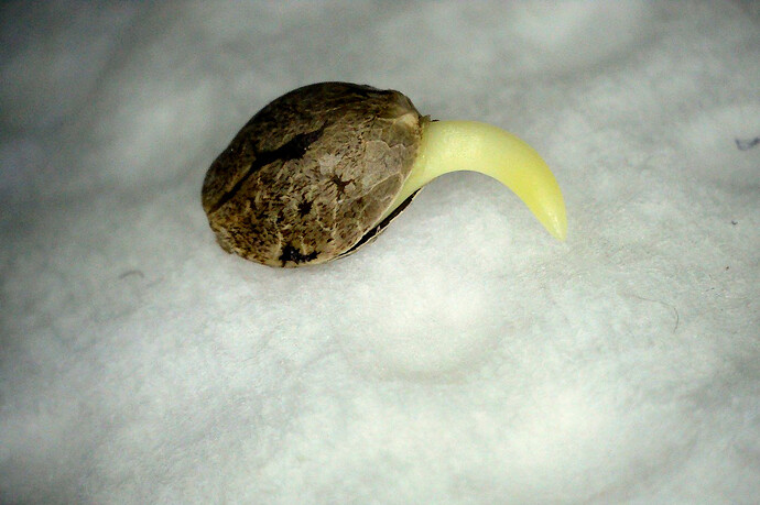SiberianRadicle