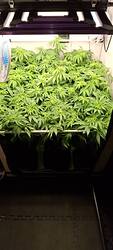 Growreport Bild 4