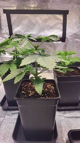 Growreport Bild 5
