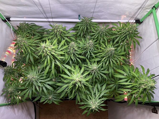 Growreport Bild 3