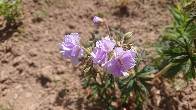 Growreport Bild 1