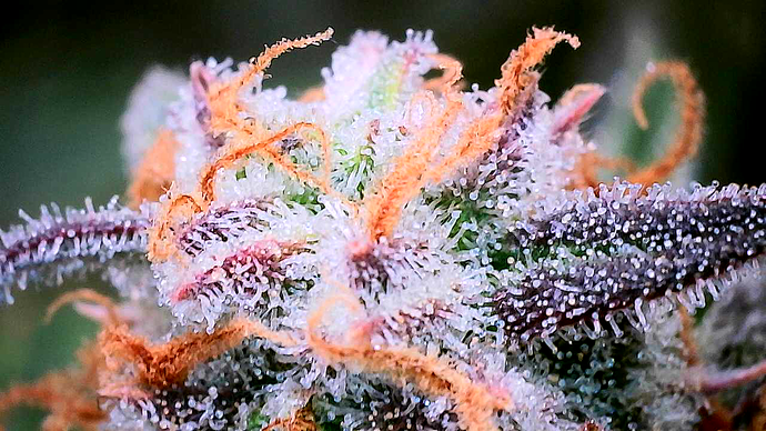 Growreport Bild 27