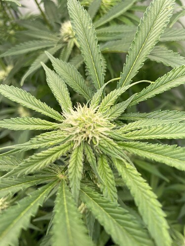 Growreport Bild 8