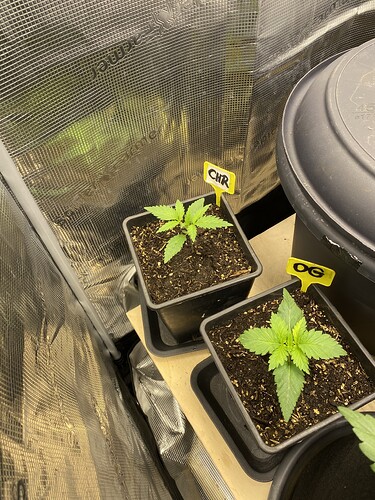 Growreport Bild 17