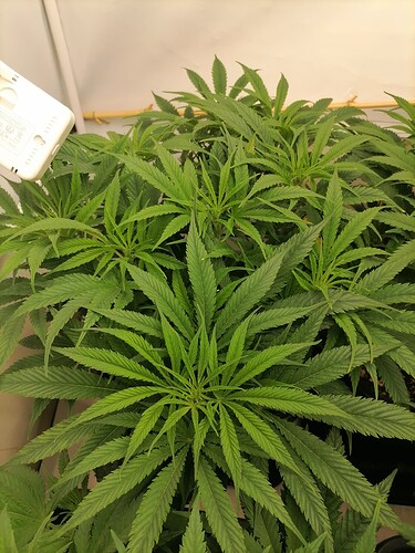 Growreport Bild 11