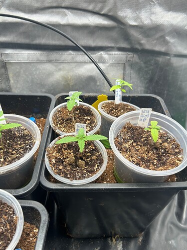 Growreport Bild 48