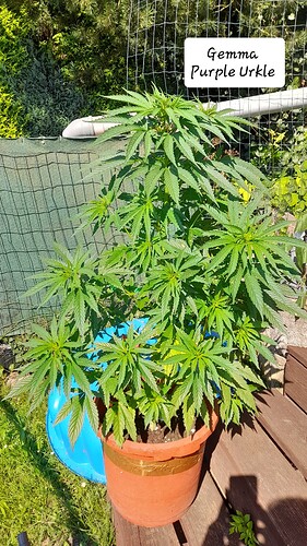 Growreport Bild 13