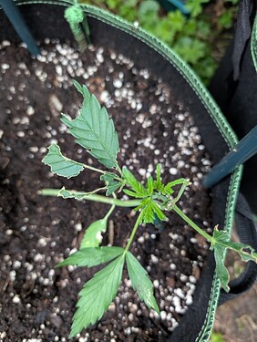 PXL_20250708_181532593.MP