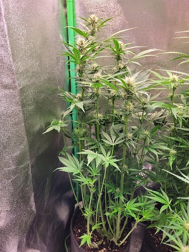 Growreport Bild 6