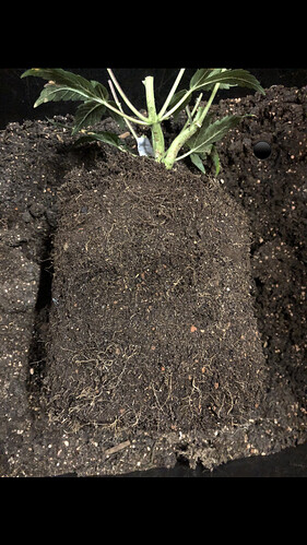 Growreport Bild 18