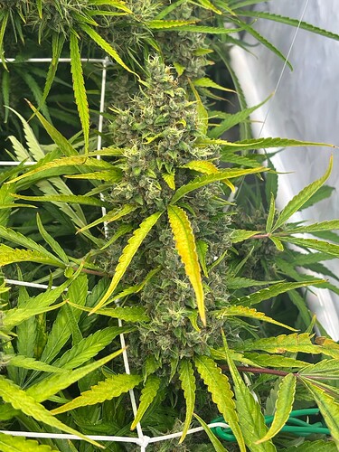 Growreport Bild 9