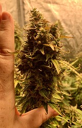 Growreport Bild 12