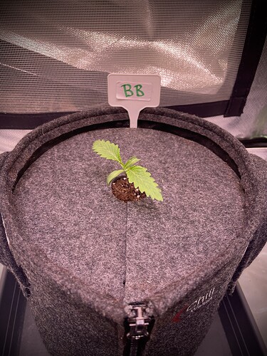 Growreport Bild 4