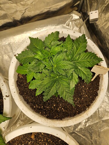 Growreport Bild 11