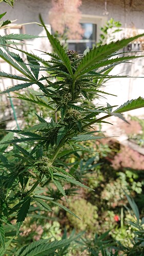 Growreport Bild 54