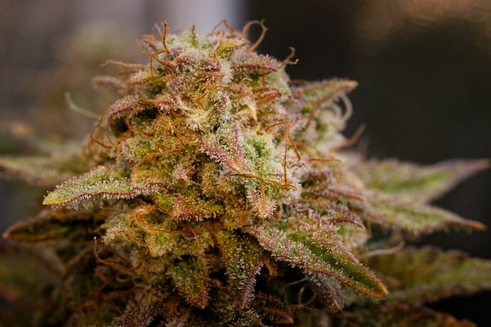 Growreport Bild 3