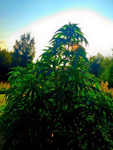 Growreport Bild 26