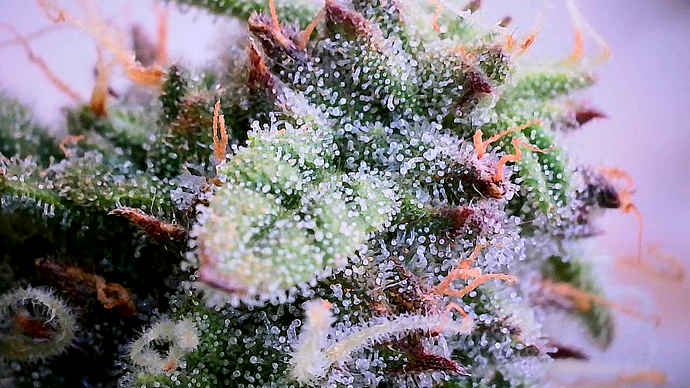Nahaufnahme eines Cannabis-Buds unter einem Mikroskop, das die Trichome zeigt.